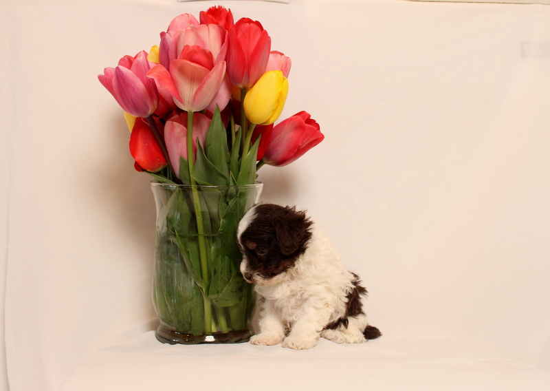 puppy, for, sale, Toy Poodle, Matthew B. Stoltzfus, dog, breeder, Gap, PA, dog-breeder, puppy-for-sale, forsale, nearby, find, puppyfind, locator, puppylocator, aca